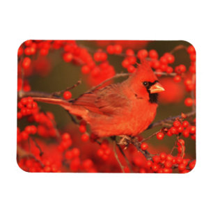 Red Northern Cardinal Male, IL Magnet