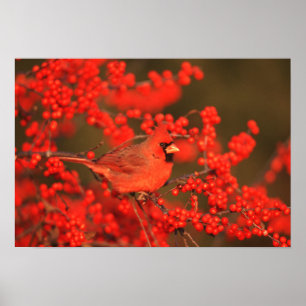 Red Northern Cardinal Male, IL Poster