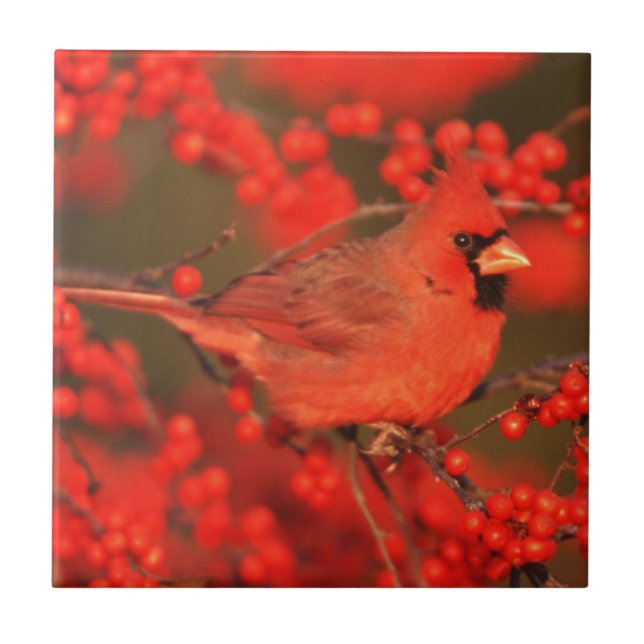 Red Northern Cardinal Male, IL Tile (Front)