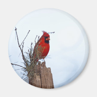 Red Northern Cardinal sitting on a wooden post Magnet