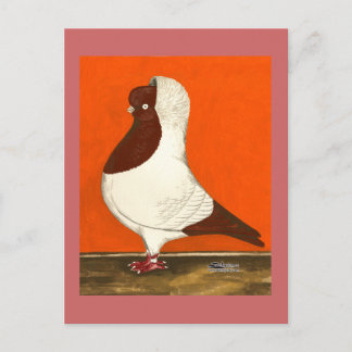 Red Nun Pigeon Postcard