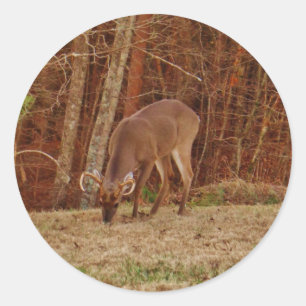 Red Oak Camouflage Stag Buck Deer Feeding Classic Round Sticker