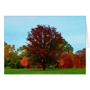 Red Oak Tree in Autumn