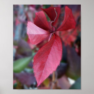 Red of autumn poster