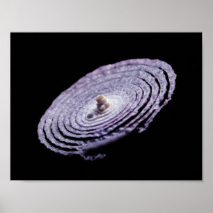 Red Onion Portrait Poster