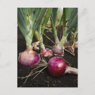 Red Onions Postcard