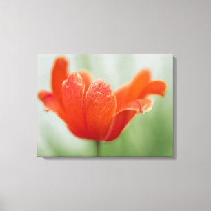 Red Open Tulip Flower On Green Nature Photography Canvas Print