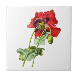 Red Opium Poppy by Pierre Joseph Redoute Tile