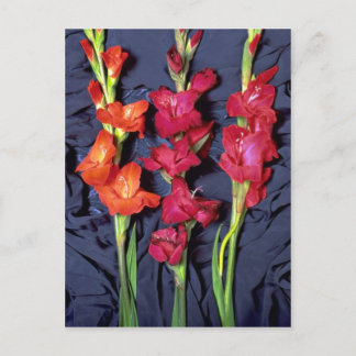 Red, orange and scarlet gladiolus postcard