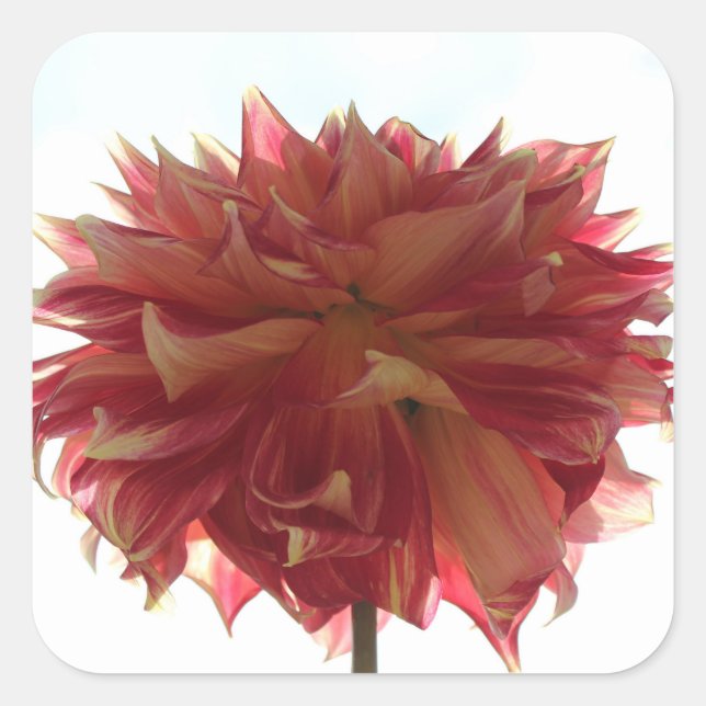 red, orange, and yellow dahlia stickers (Front)