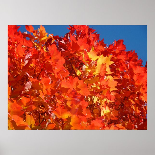 Red Orange Autumn Leaves Fine Art Prints Red (Front)