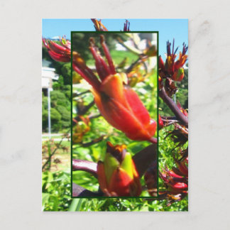 Red Orange Blooms of Flax Postcard