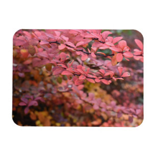 Red Orange Fall Foliage Autumn Leaves Nature Photo Magnet
