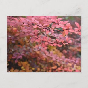 Red Orange Fall Foliage Autumn Leaves Nature Photo Postcard