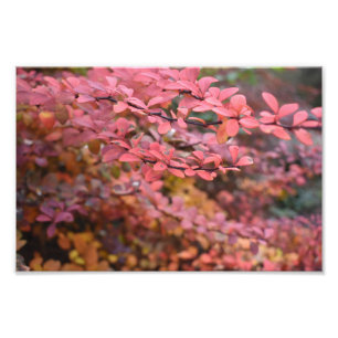 Red Orange Fall Foliage Autumn Leaves Nature Photo Print