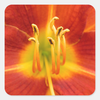 Red orange flaming lily macro photo square sticker