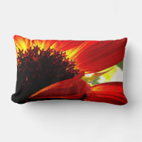 Red Orange Gerbera Daisy Photo Bold Modern Stylish