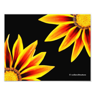 Red Orange Kiss Golden Flame Gazanias Photo Print