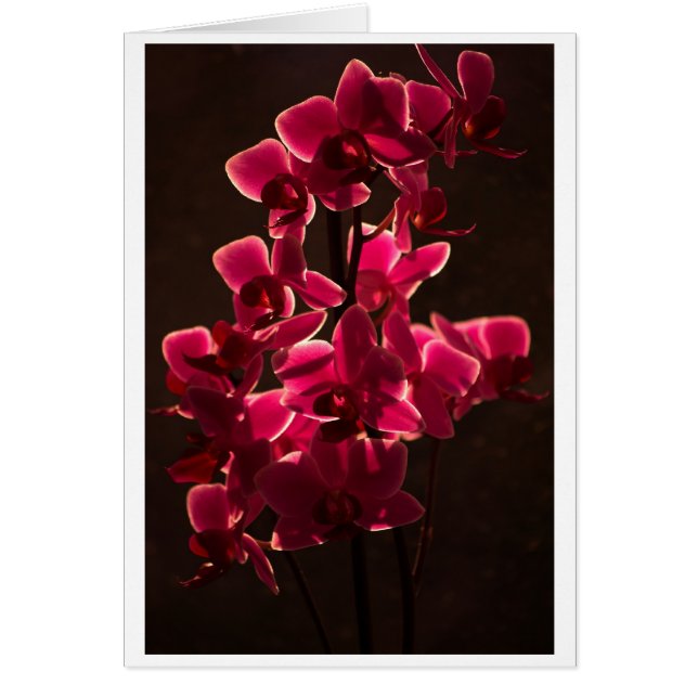 Red Orchid Flower (Front)