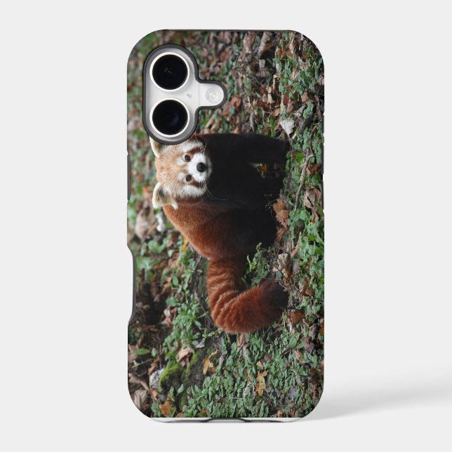 Red panda (Back)