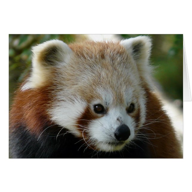 Red Panda (Front Horizontal)
