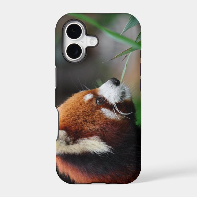 Red panda (Back)