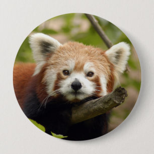 red-panda-004 10 cm round badge