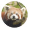 red-panda-005
