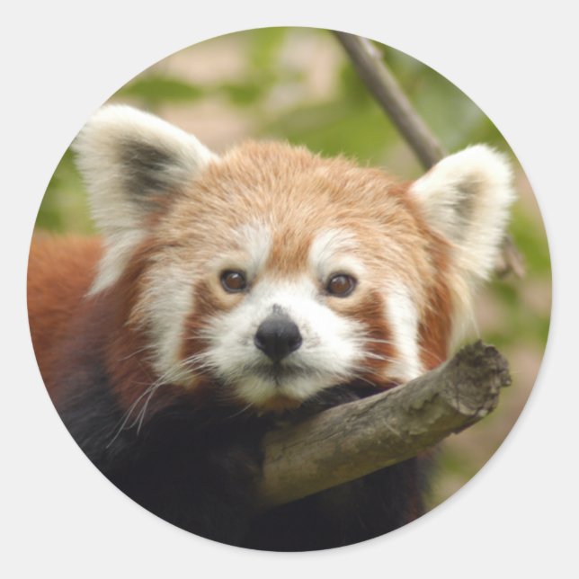 red-panda-005 classic round sticker (Front)