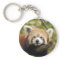 red-panda-005