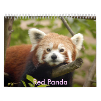 red-panda-005, Red Panda Calendar