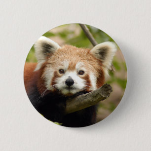 red-panda-007 6 cm round badge