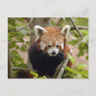 red-panda-023 postcard