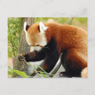 red-panda-029 postcard