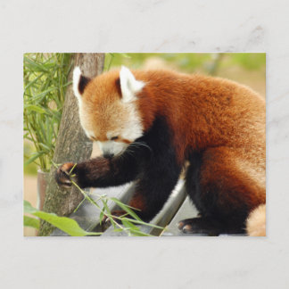 red-panda-029 postcard