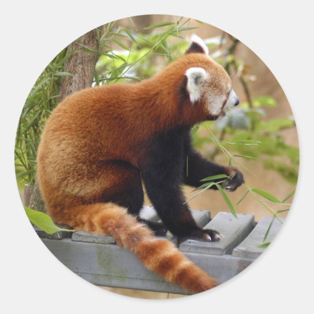 red-panda-037 classic round sticker (Front)