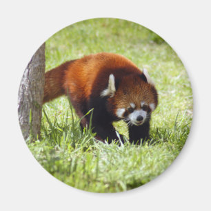 red-panda-049 magnet