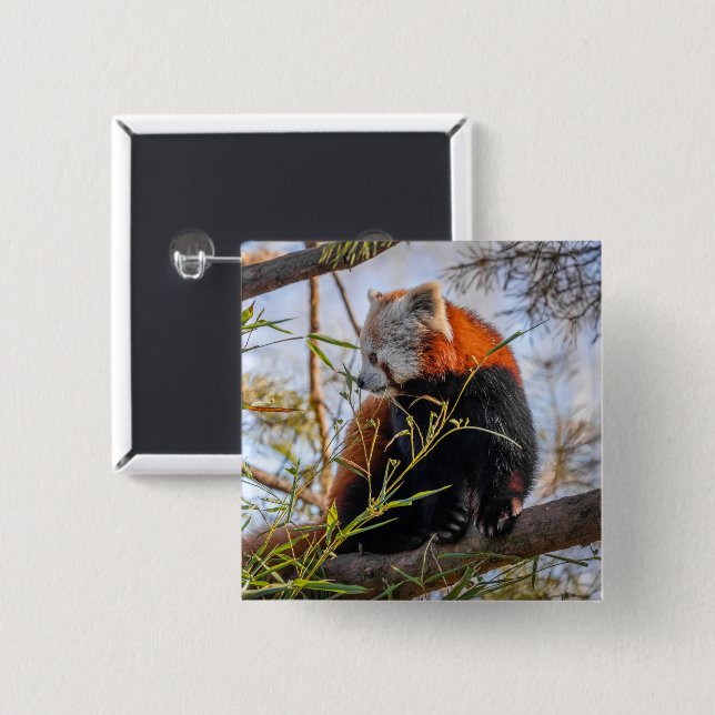 Red panda 15 cm square badge (Front & Back)