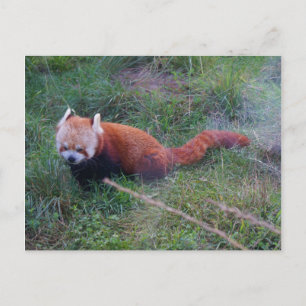 Red Panda #1 Postcard