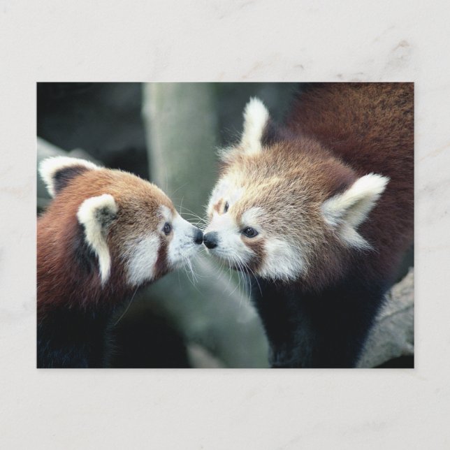 Red Panda #2 postcard (Front)