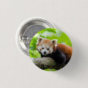 Red Panda 3 Cm Round Badge
