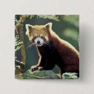 Red Panda Ailurus fulgens) 15 Cm Square Badge