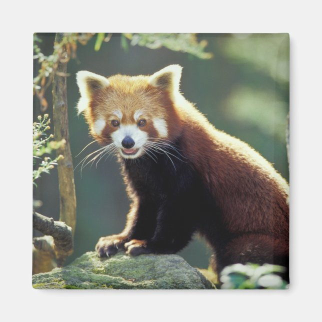 Red Panda Ailurus fulgens) Magnet (Front)