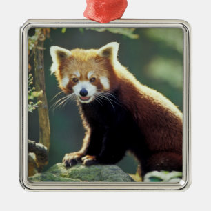 Red Panda Ailurus fulgens) Metal Tree Decoration