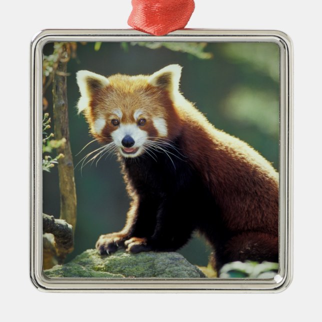 Red Panda Ailurus fulgens) Metal Tree Decoration (Front)