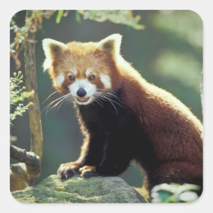Red Panda Ailurus fulgens) Square Sticker