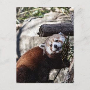 Red Panda and Bamboo Postcard