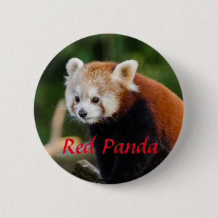 Red Panda Animal Photo 6 Cm Round Badge