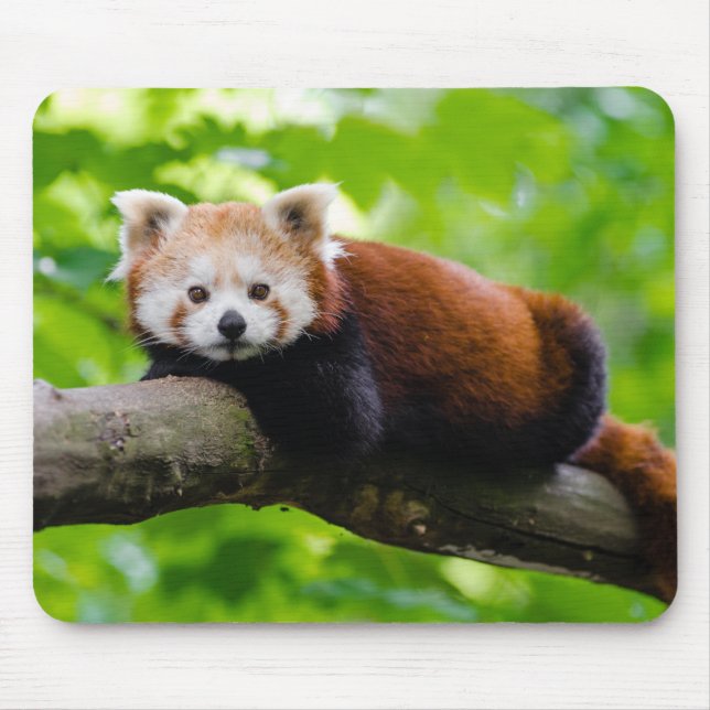 Red Panda Bear photo Mouse Pad (Front)