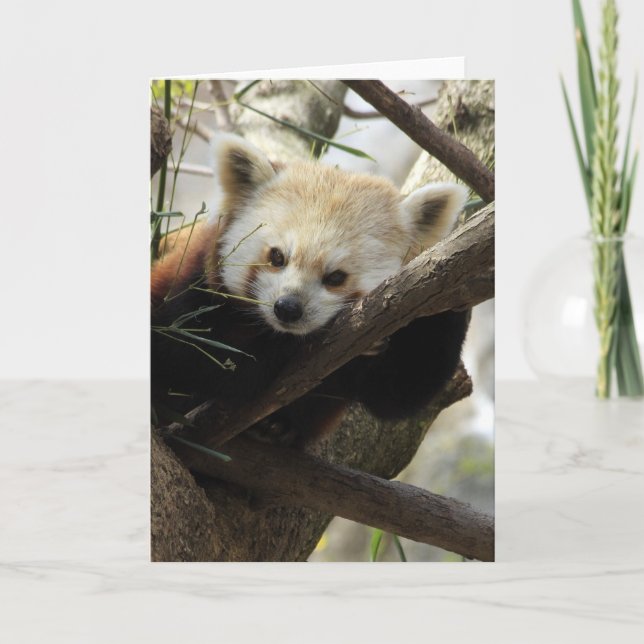 Red Panda Card (Front)